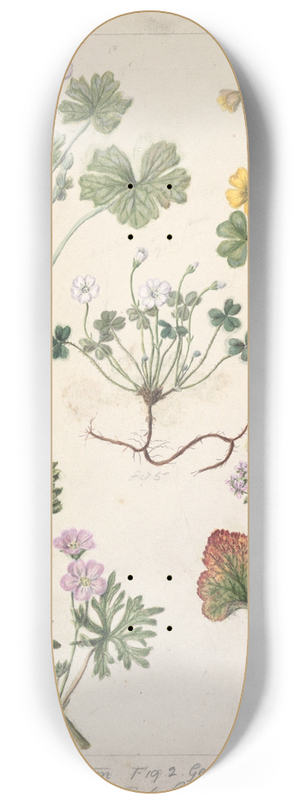 Sarah Featon - Geranium dissectum; Geranium traversii; Pelargonium Australe; Oxalis corniculata; Magellanica 8.25 inch art skate deck