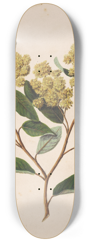 Sarah Featon - Kmarahou, Gum-diggers soap, Pomaderris kumeraho 8.25 inch art skate deck