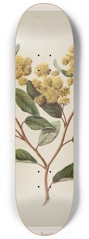 Sarah Featon - Kumarahou.  Pomaderris elliptica. Plate 20 8.25 inch art skate deck