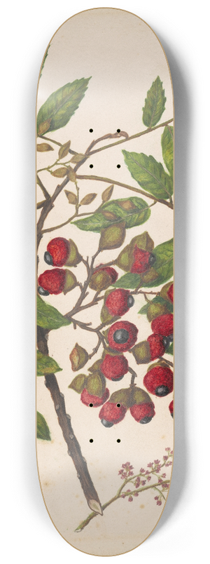 Sarah Featon - Titoki 8.25 inch art skate deck