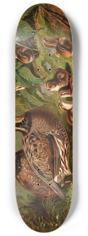 Arthur Fitzwilliam Tait - Quail 8.25 inch art skate deck