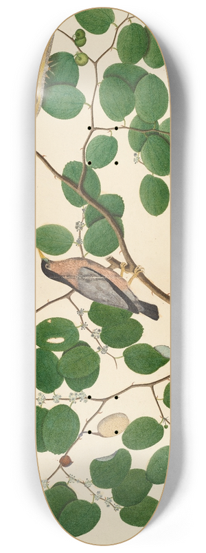 Sheikh Zain al-Din - Brahminy Starling with Two Antheraea Moths, Caterpillar, and Cocoon on Indian Jujube Tree 8.25 inch art skate deck