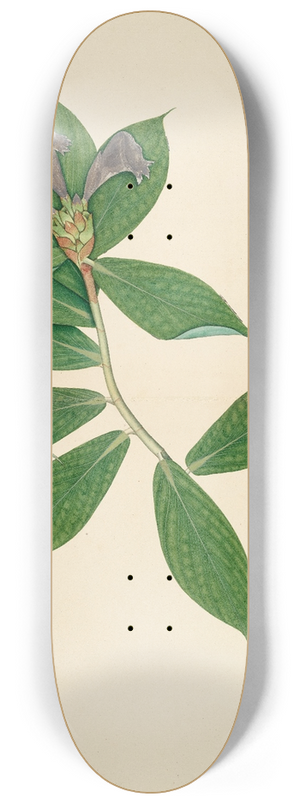 Sheikh Zain al-Din - Crepe Ginger Plant 8.25 inch art skate deck