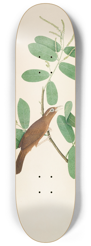 Sheikh Zain al-Din - Hwamei on Terminalia Branch 8.25 inch art skate deck