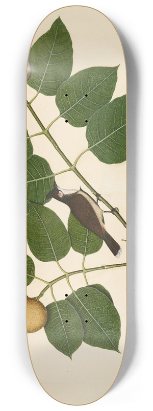 Sheikh Zain al-Din - Red-whiskered Bulbul and Aganais Ficus Moth on Kadamba Branch 8.25 inch art skate deck