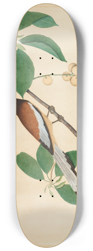 Sheikh Zain al-Din - Rufous Treepie and Caterpillar on Branch 8.25 inch art skate deck