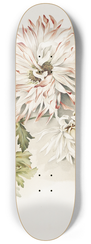 Sidney Thomas Callowhill - Chrysanthemums 8.25 inch art skate deck Sidney Thomas Callowhill - Chrysanthemums 8.25 inch art skate deck