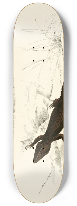Sir Andrew Smith - Cordylus Fasciatus, Cordylus Capdensis 8.25 inch art skate deck