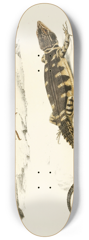 Sir Andrew Smith - Cordylus Microlepidotus 8.25 inch art skate deck