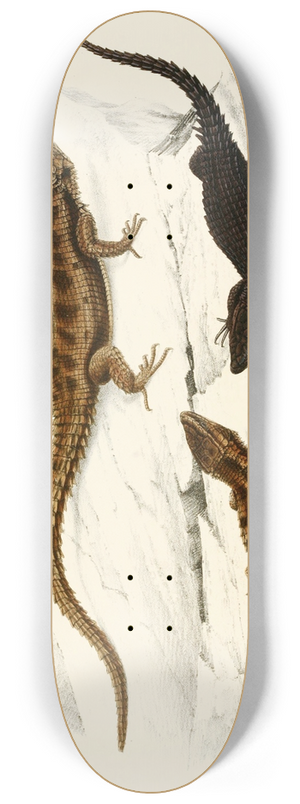Sir Andrew Smith - Cordylus Polyzonus, Cordylus Griseus var. 8.25 inch art skate deck