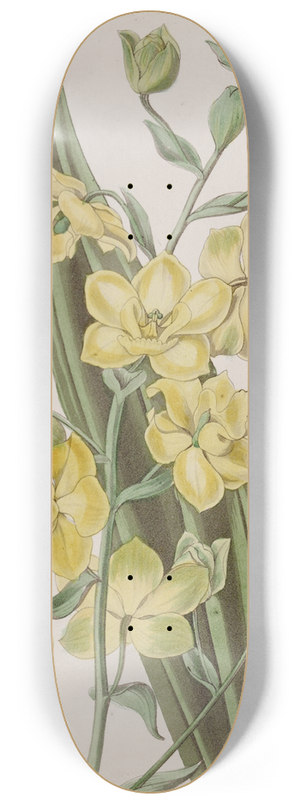 Sydenham Edwards - Andersons Curve-foot 8.25 inch art skate deck