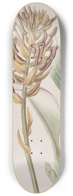 Sydenham Edwards - Apricot-coloured Eria 8.25 inch art skate deck