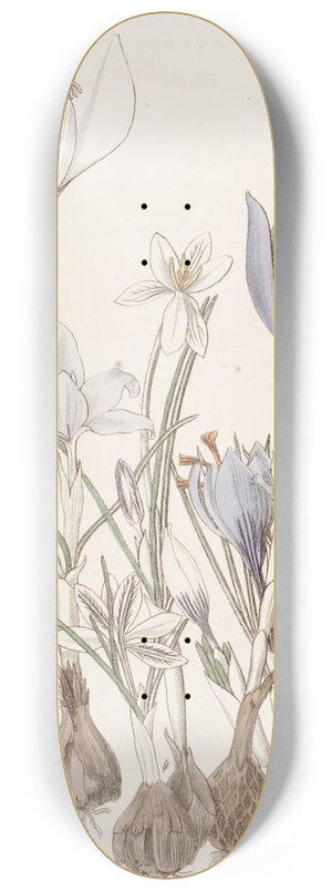 Sydenham Edwards - Autumnal Crocuses. 8.25 inch art skate deck