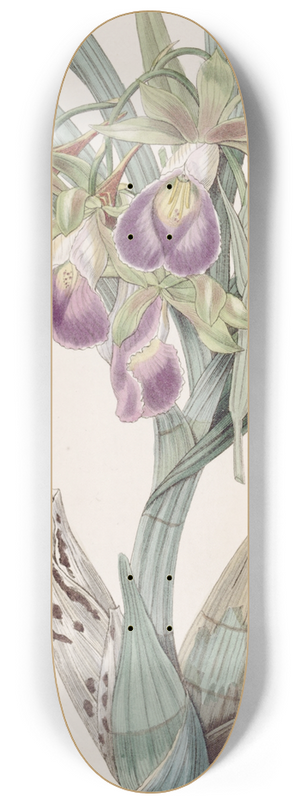 Sydenham Edwards - Bauers Casquewort 8.25 inch art skate deck