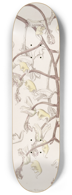 Sydenham Edwards - Bean-budded Gongora 8.25 inch art skate deck