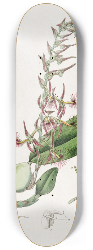 Sydenham Edwards - Bearded Bolbophyllum 8.25 inch art skate deck