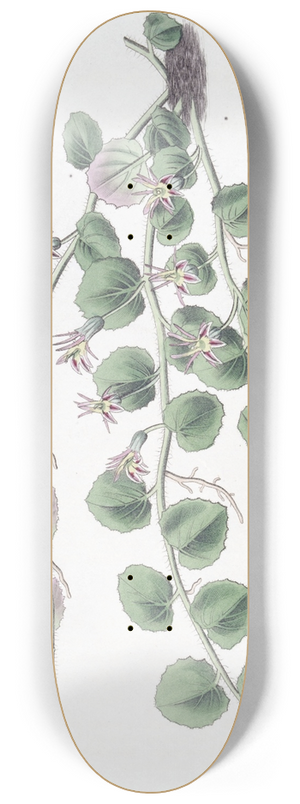 Sydenham Edwards - Begonia-leaved Pratia 8.25 inch art skate deck