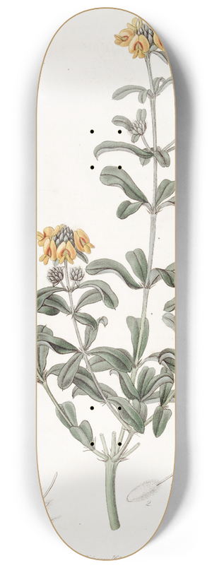 Sydenham Edwards - Blunt-leaved Gastrolobium 8.25 inch art skate deck