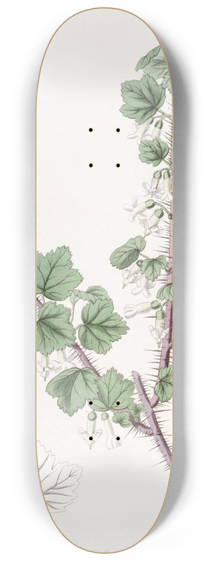 Sydenham Edwards - Bristly-stemmed Gooseberry 8.25 inch art skate deck