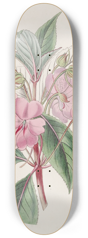 Sydenham Edwards - Broad-petaled Balsam 8.25 inch art skate deck