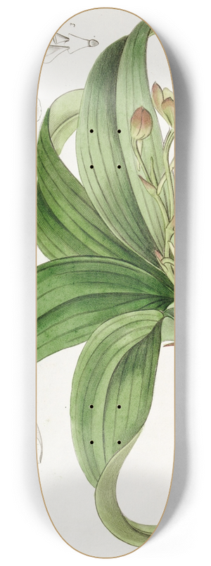 Sydenham Edwards - Brown-flowered Trichocentrum 8.25 inch art skate deck