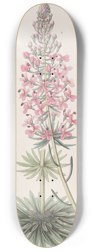 Sydenham Edwards - Browns Stylewort 8.25 inch art skate deck