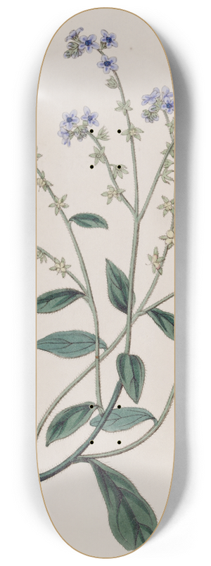 Sydenham Edwards - Burry Houndstongue 8.25 inch art skate deck