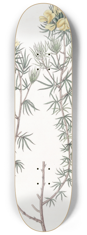 Sydenham Edwards - Capitate Gompholobium 8.25 inch art skate deck