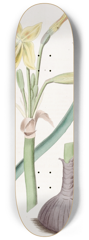 Sydenham Edwards - Captain Bagnolds Habranthus 8.25 inch art skate deck