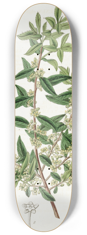 Sydenham Edwards - Chilian Mayten 8.25 inch art skate deck