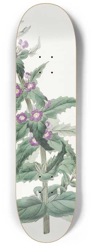 Sydenham Edwards - Chilian Stemodia 8.25 inch art skate deck