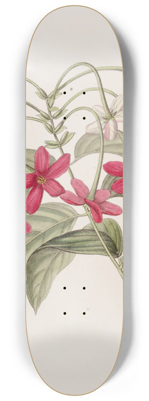 Sydenham Edwards - Chinese Quisqualis 8.25 inch art skate deck