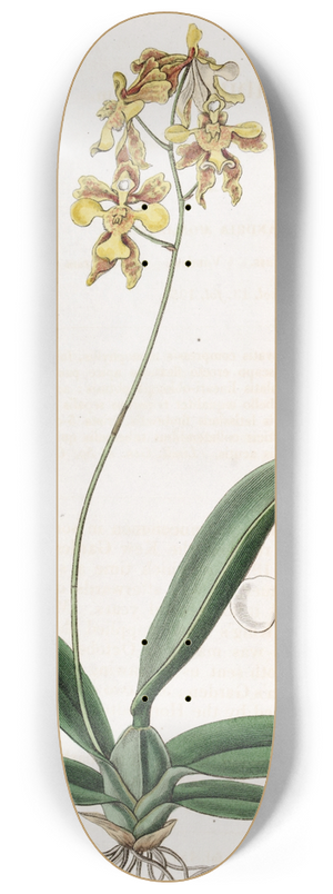 Sydenham Edwards - Ciliated Oncidium 8.25 inch art skate deck