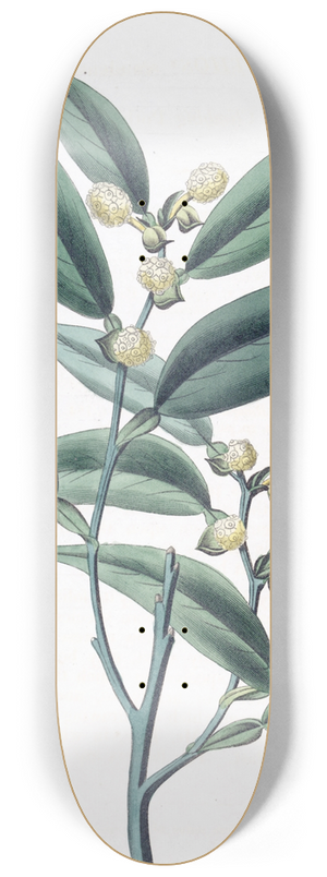 Sydenham Edwards - Climbing Pothos 8.25 inch art skate deck