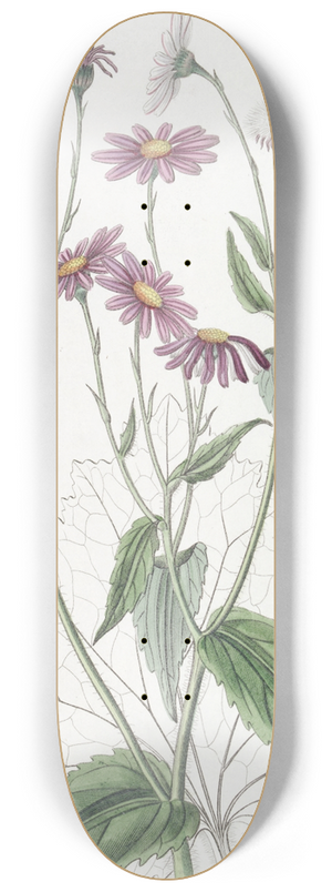 Sydenham Edwards - Coltsfoot-leaved Groundsel 8.25 inch art skate deck