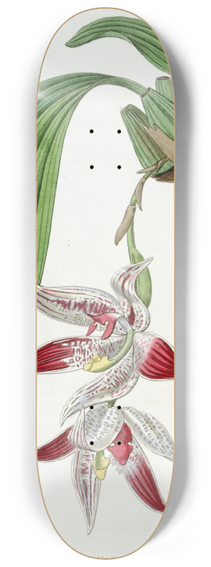 Sydenham Edwards - Crested Maxillaria 8.25 inch art skate deck
