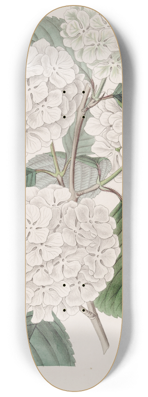 Sydenham Edwards - Crimped Gueldres Rose 8.25 inch art skate deck