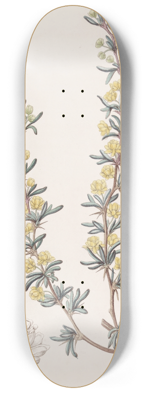 Sydenham Edwards - Crowberry-leaved Berberry 8.25 inch art skate deck