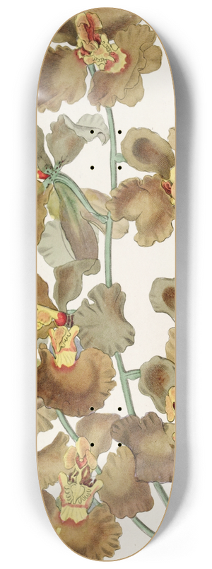 Sydenham Edwards - Curled-flowered Oncidium 8.25 inch art skate deck