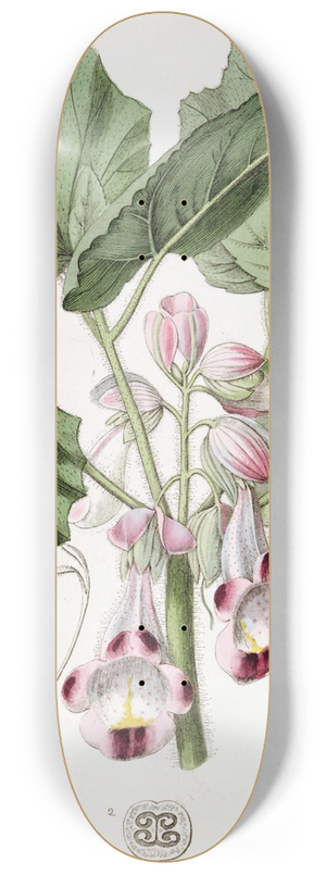 Sydenham Edwards - Diandrous Martynia 8.25 inch art skate deck