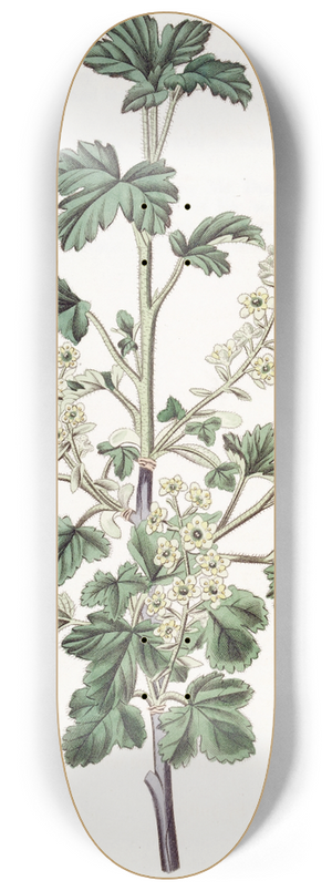 Sydenham Edwards - Dotted Currant. 8.25 inch art skate deck