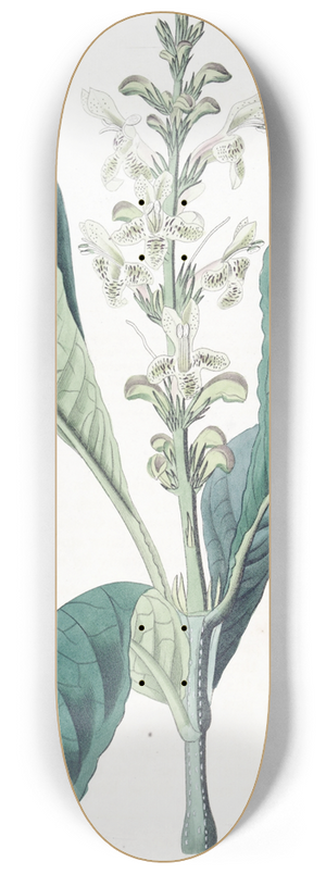 Sydenham Edwards - Dotted-flowered Justicia 8.25 inch art skate deck