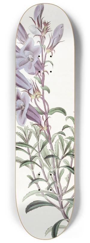 Sydenham Edwards - Dr. Scoulers Pentstemon 8.25 inch art skate deck