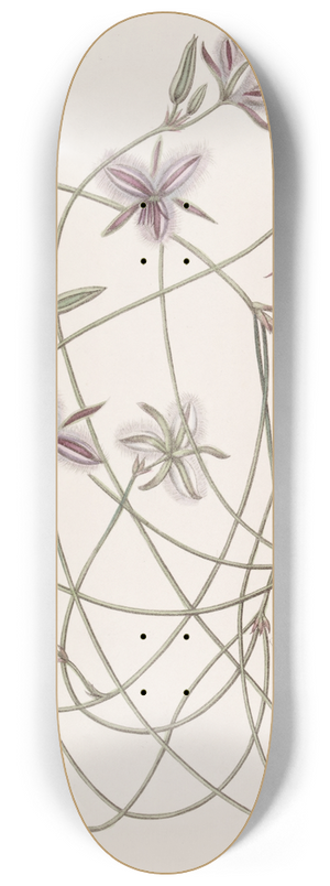 Sydenham Edwards - Entangled Thysanotus 8.25 inch art skate deck