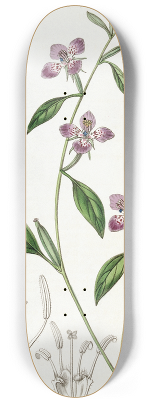 Sydenham Edwards - Entire-petalled Clarkia 8.25 inch art skate deck