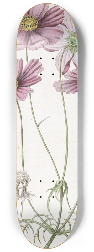 Sydenham Edwards - Fine-leaved Cosmus 8.25 inch art skate deck