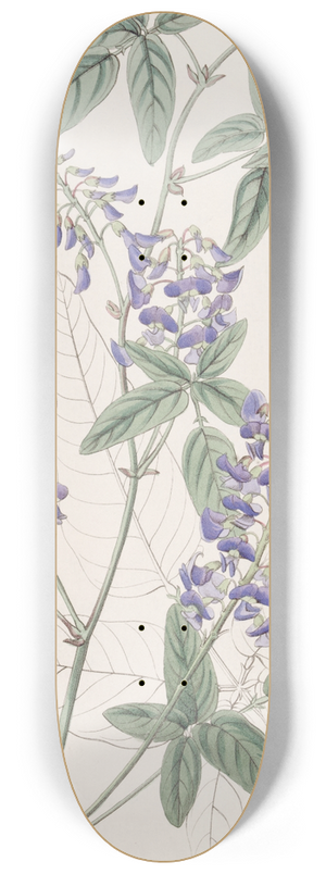 Sydenham Edwards - Finger-leaved Hardenbergia 8.25 inch art skate deck