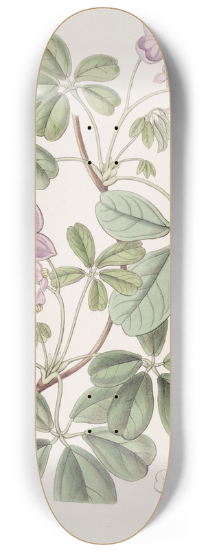 Sydenham Edwards - Five-leaved Akebia 8.25 inch art skate deck