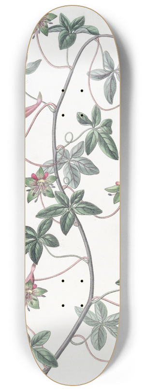 Sydenham Edwards - Five-leaved Tropaeolum 8.25 inch art skate deck
