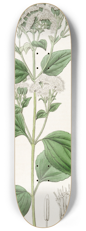 Sydenham Edwards - Glandular Eupatorium 8.25 inch art skate deck